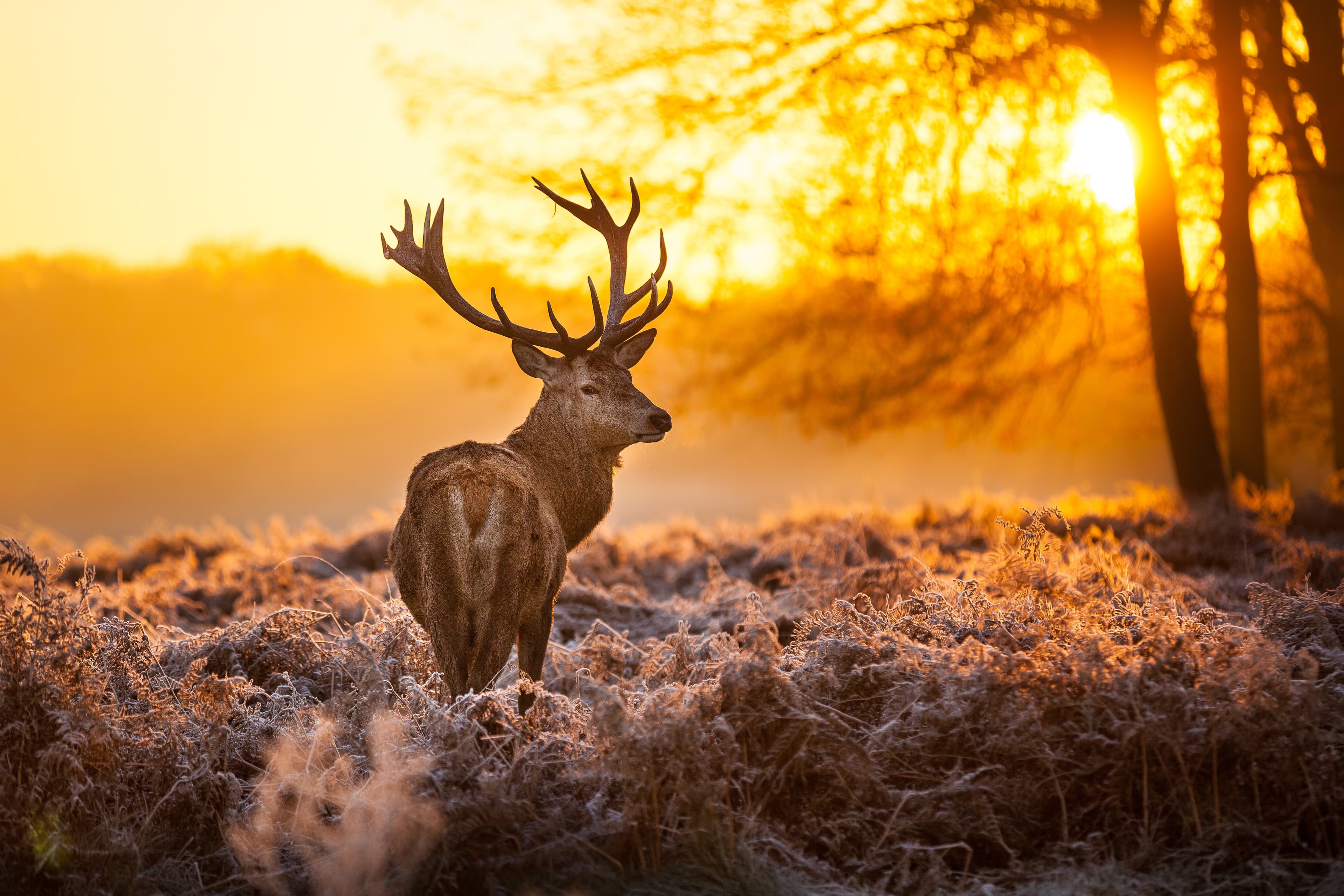 Hirsch auf Feld vor Wald in Sonnenuntergang.